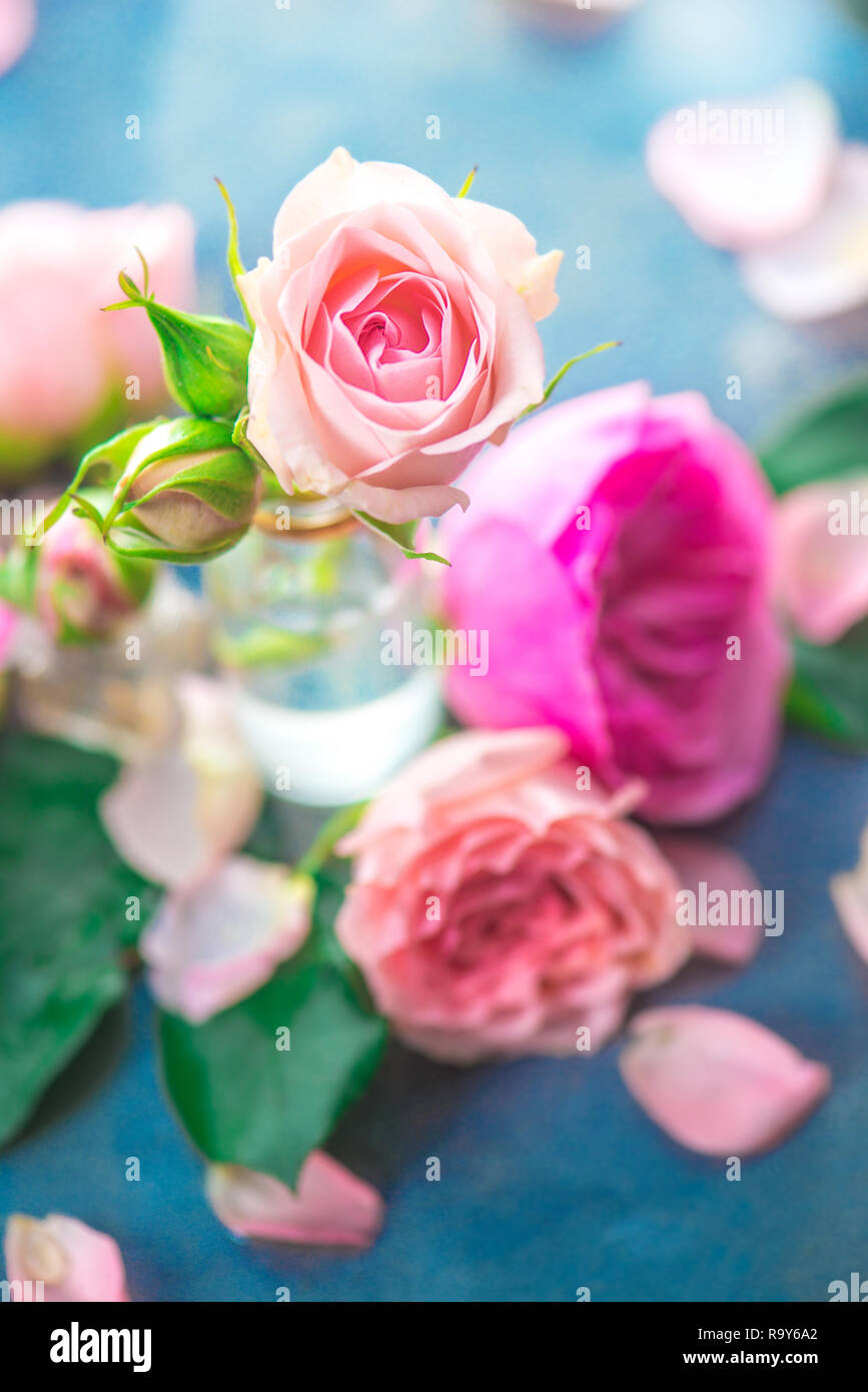 Rosa Rosen in kleinen Glasflaschen auf einen neutralen grauen Hintergrund mit kopieren. Eine feminine Konzept mit Blüten und Blumen in Pastelltönen Stockfoto