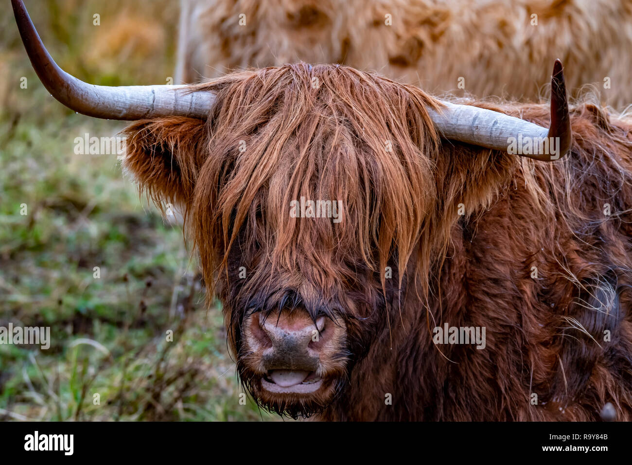 Highland Cattle, Bo Ghaidhealach Heilan Coo, ein schottischer Rinderrasse mit charakteristischen langen Hörner und Lange wellige Mäntel auf der Isle of Skye in der Rai Stockfoto