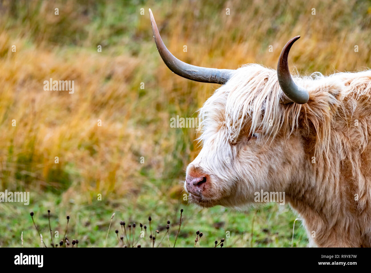 Highland Cattle, Bo Ghaidhealach Heilan Coo, ein schottischer Rinderrasse mit charakteristischen langen Hörner und Lange wellige Mäntel auf der Isle of Skye in der Rai Stockfoto