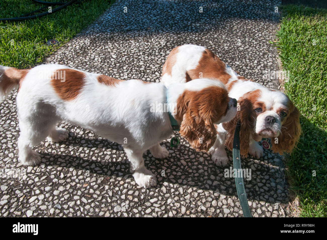 Begegnung zwischen zwei verschiedenen Blenheim Cavalier King Charles Spaniel Stockfoto