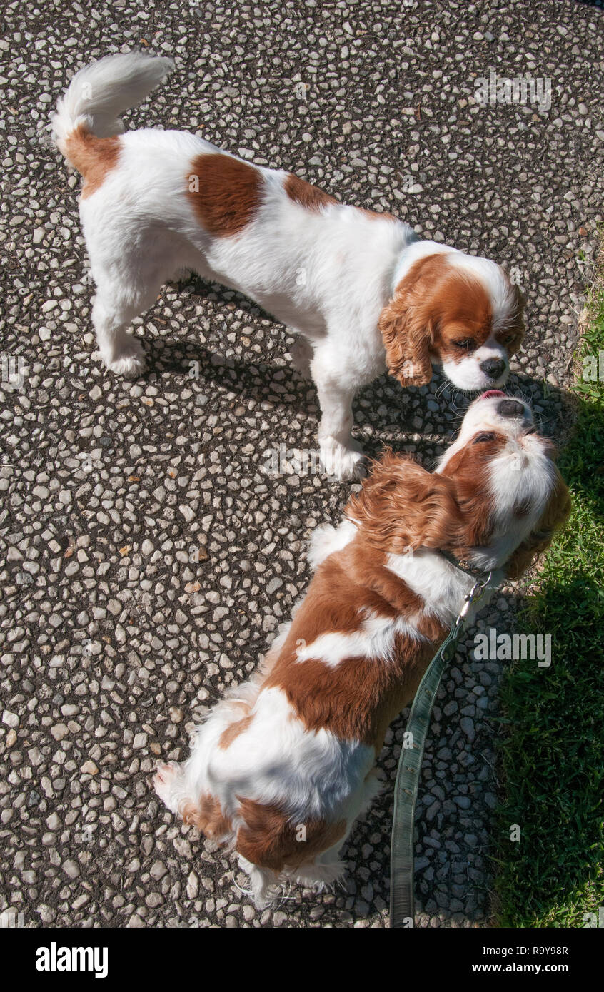 Begegnung zwischen zwei verschiedenen Blenheim Cavalier King Charles Spaniel Stockfoto