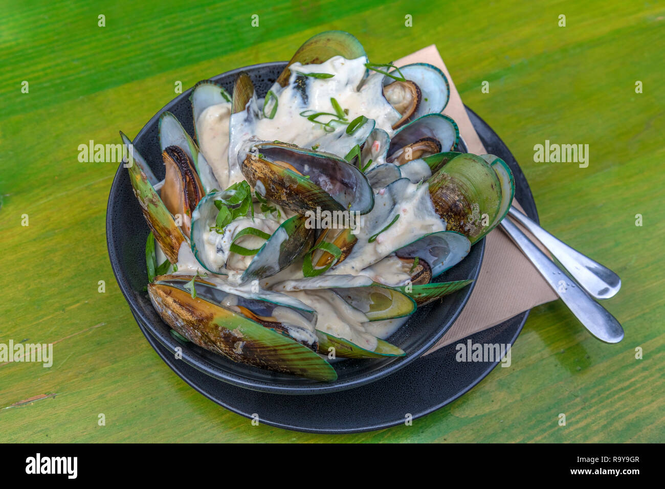 Grüne lippige Miesmuschel, Waikato, Coromandel Halbinsel, North Island, Neuseeland Stockfoto