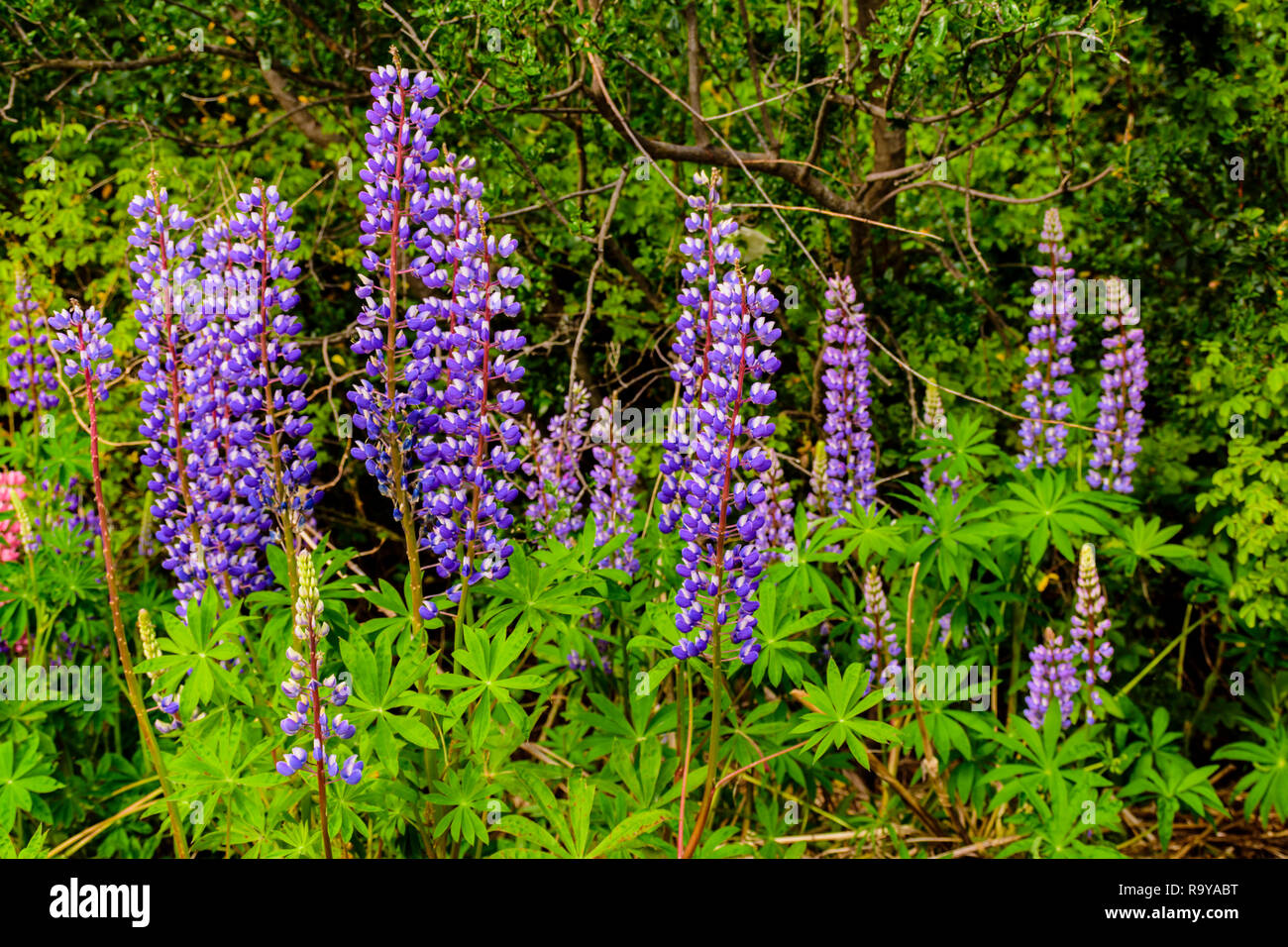 Frühling in Patagonien, Argentinien Stockfoto