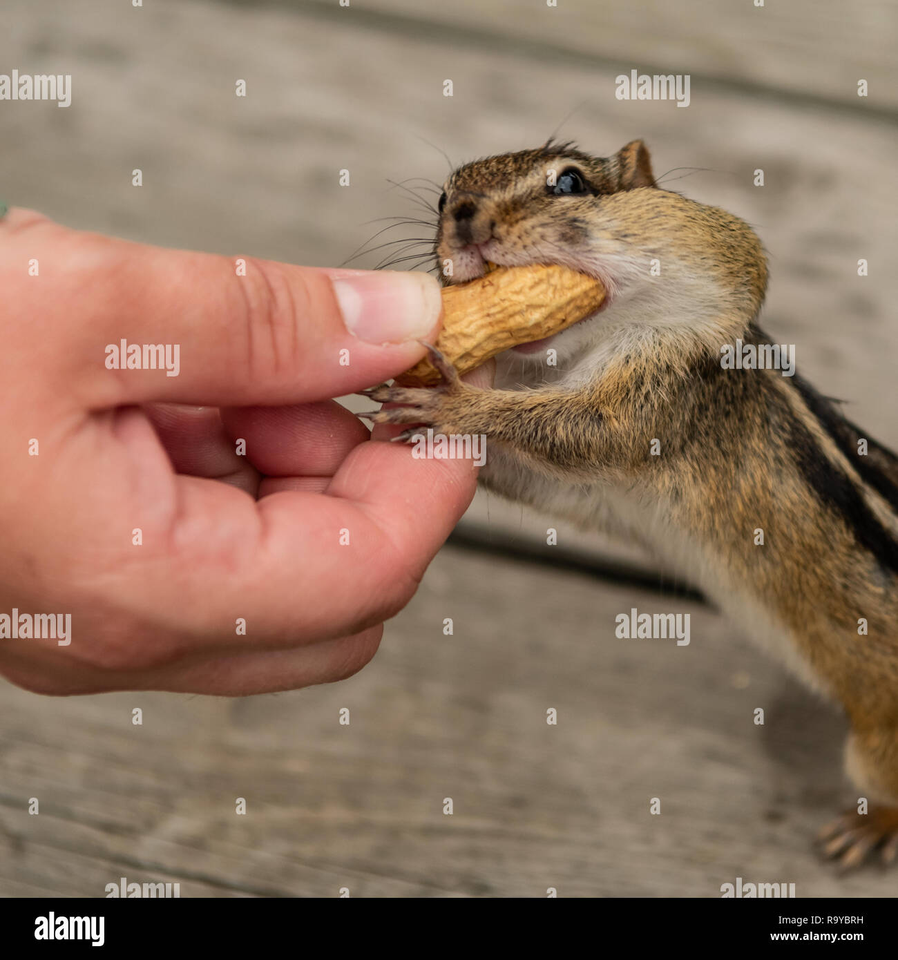 Hand Feeding Erdnüsse in der Schale Chipmunk mit vollen Wangen Stockfoto