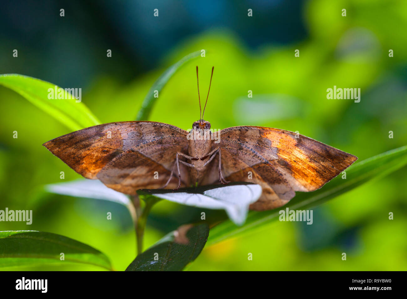 Braune Schmetterling auf grüne Pflanze in einem Garten am Blatt Stockfoto