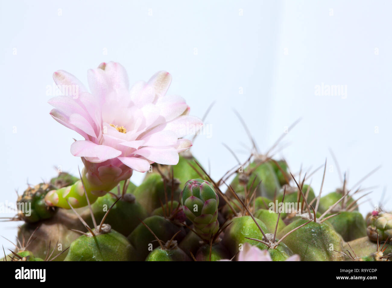 Rosa Kaktusblüte auf Weiß, neben der Rosa cactus Flower blühen auf der grünen Stiel, aufgeklebt auf einem Kaktus. Stockfoto