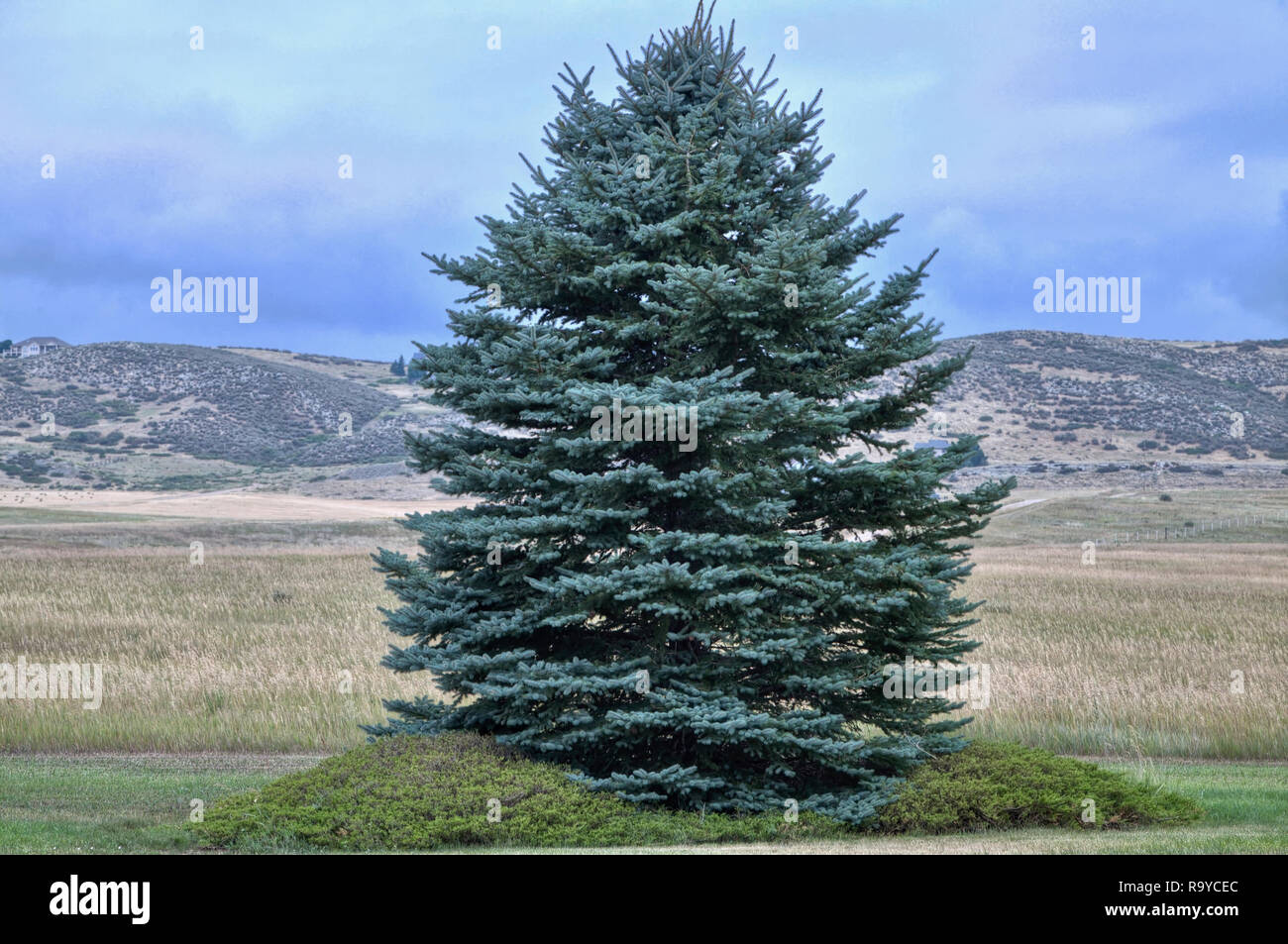 Eine individuelle Evergreen blaue Fichte wächst an den Rand eines hohen Aufzug Grünland in der Nähe von den Ausläufern der Colorado Rocky Mountains. Stockfoto