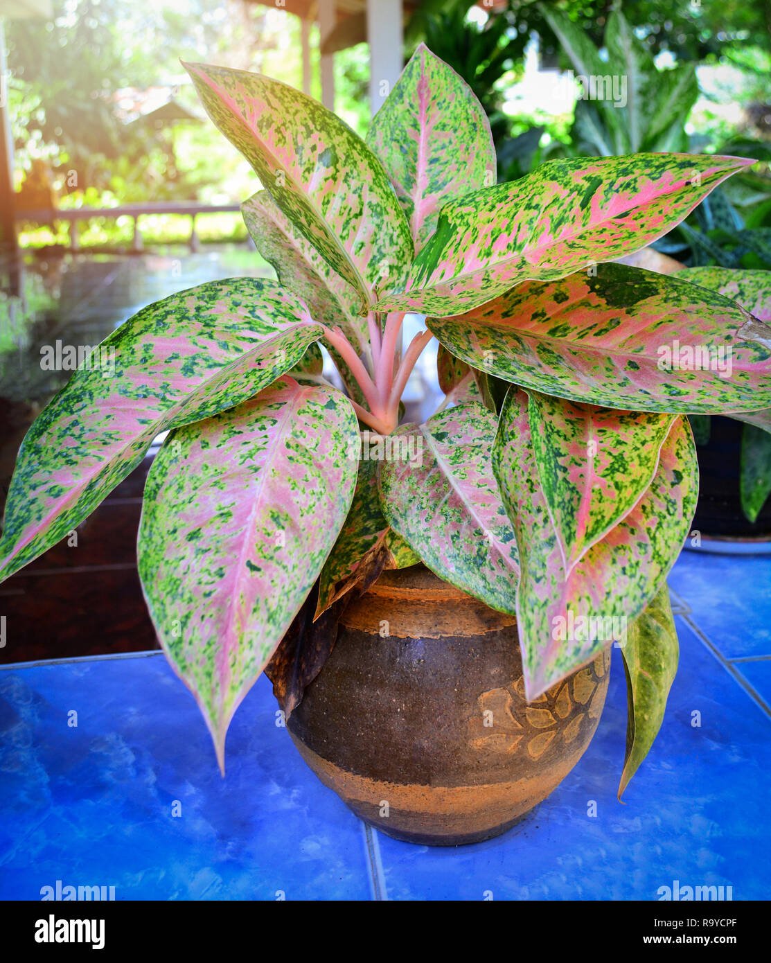 Fancy Leaved Caladium im Topf pflanzen Dekorieren zu Hause / Königin der grünen Pflanzen Zierpflanzen Stockfoto