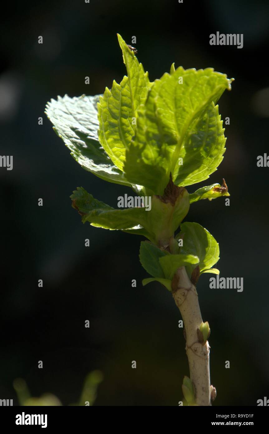 Frische Hortensia schießt in hellen Frühlingssonne gefangen Stockfoto