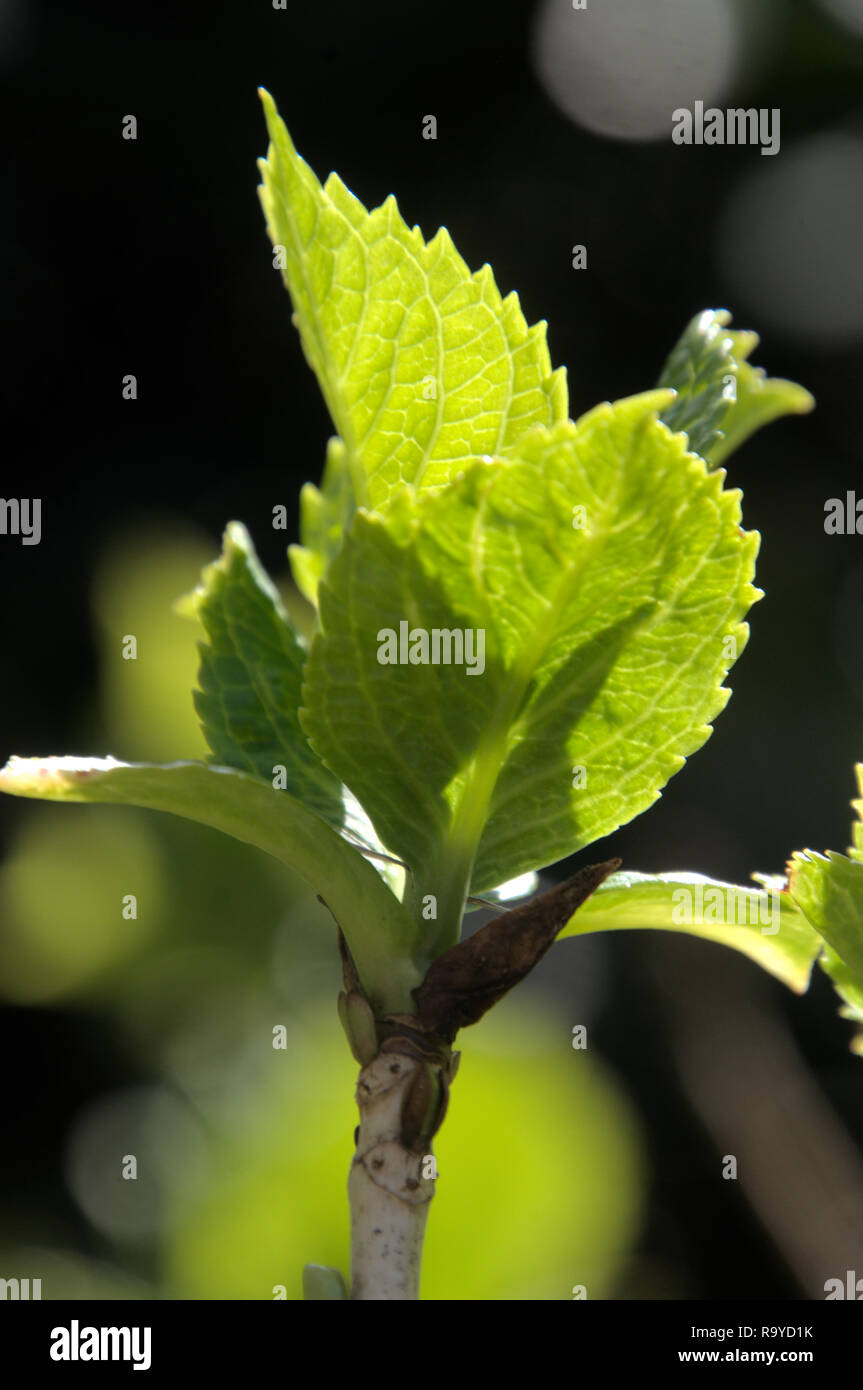 Frische Hortensia schießt in hellen Frühlingssonne gefangen Stockfoto