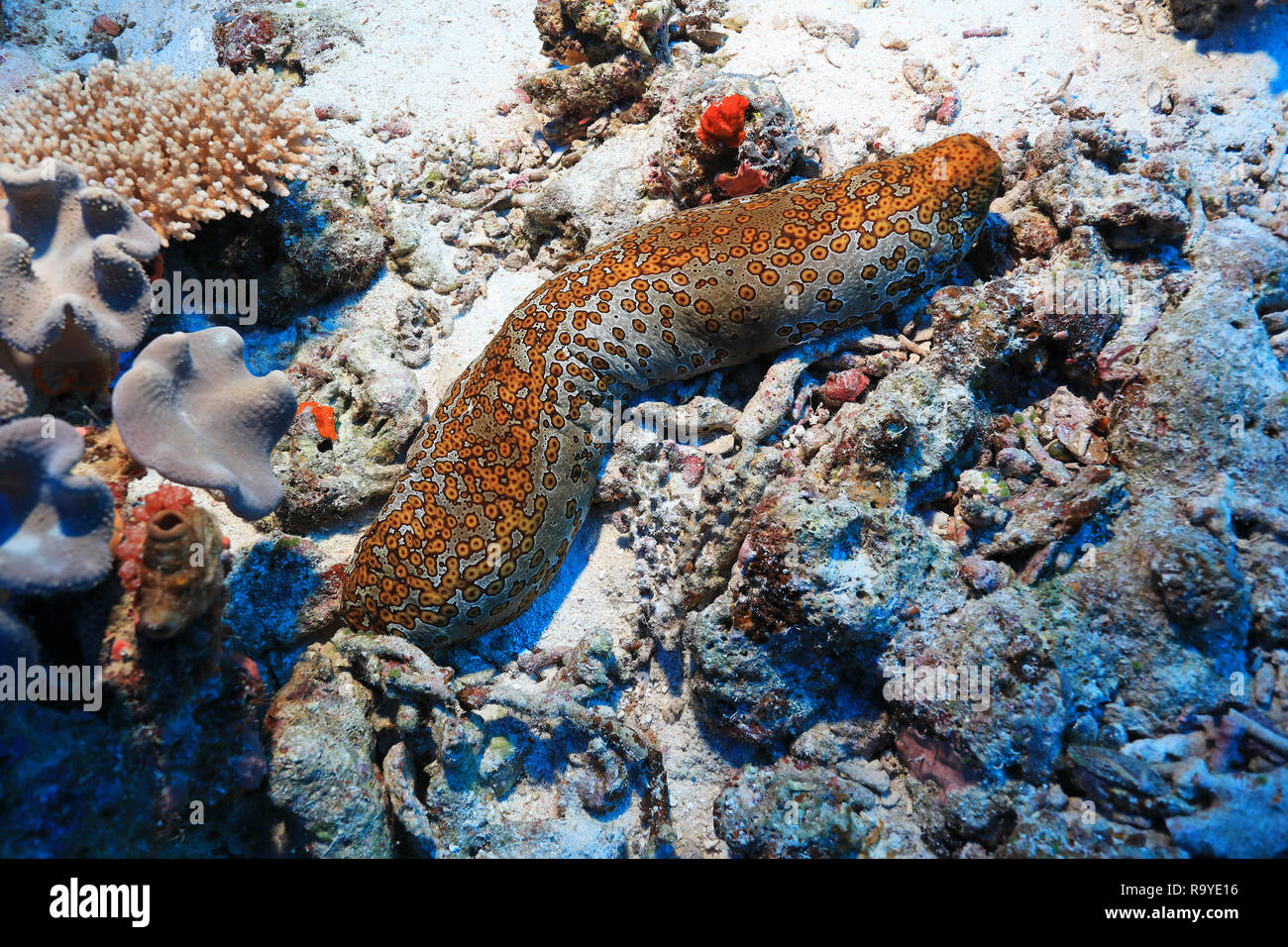 Leopard Seegurke (Bohadschia argus) Unterwasser im Great Barrier Reef in Australien Stockfoto