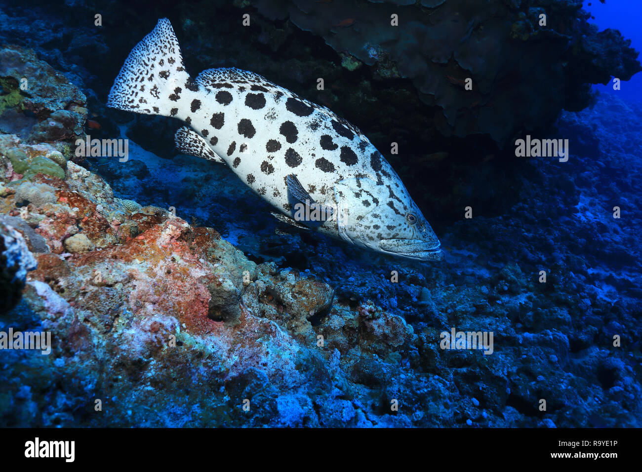 Potato grouper Fish (Epinephelus tukula) Unterwasser im Great Barrier Reef in Australien Stockfoto