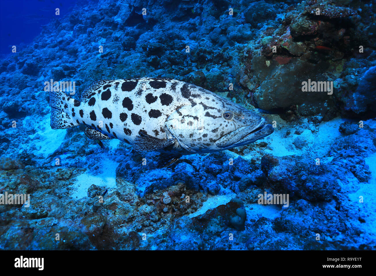 Potato grouper Fish (Epinephelus tukula) Unterwasser im Great Barrier Reef in Australien Stockfoto