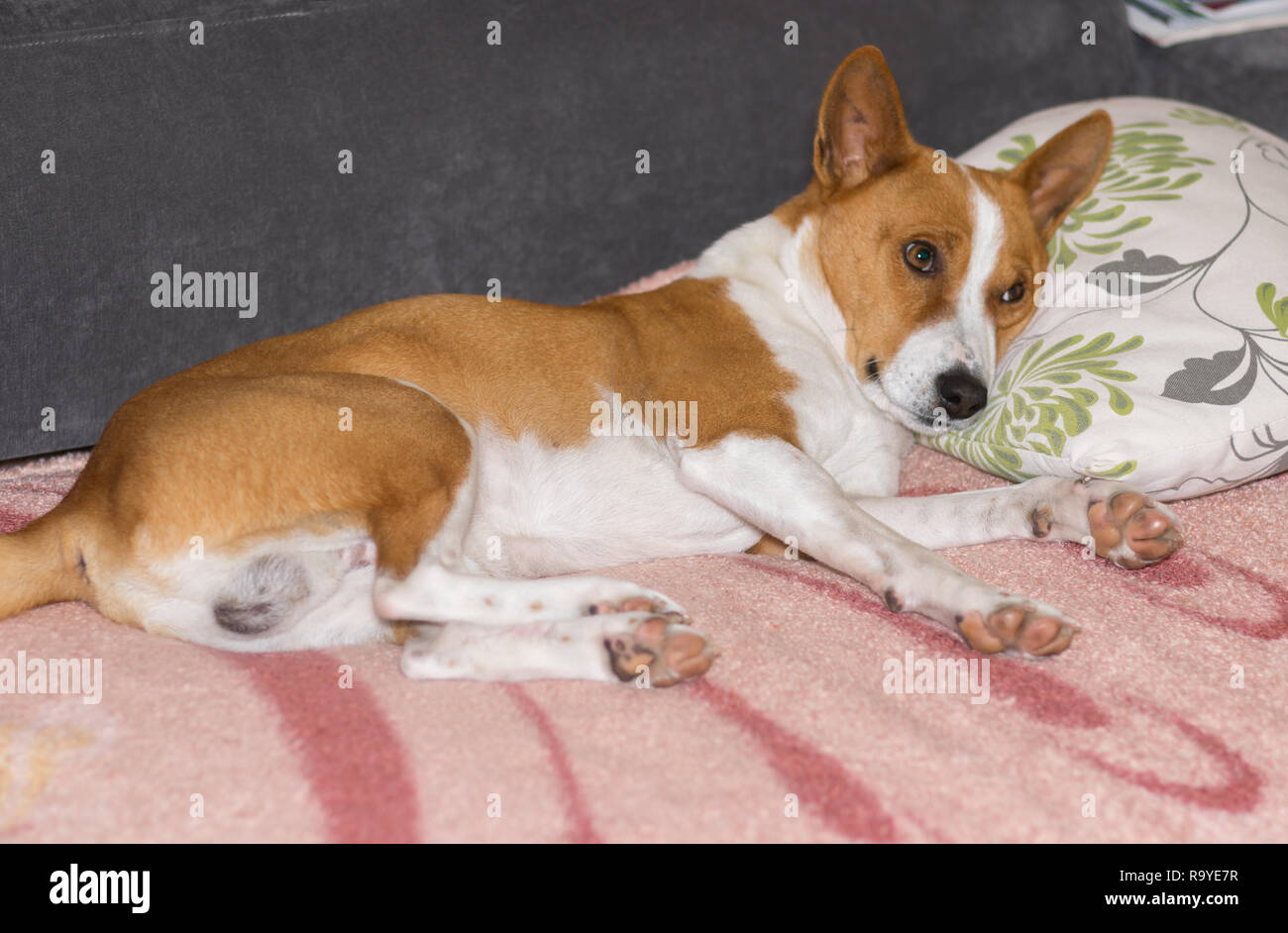 Müde reife Basenji Hund liegend auf einem Sofa und bereit auf das Kopfkissen einen Master zu schlafen Stockfoto