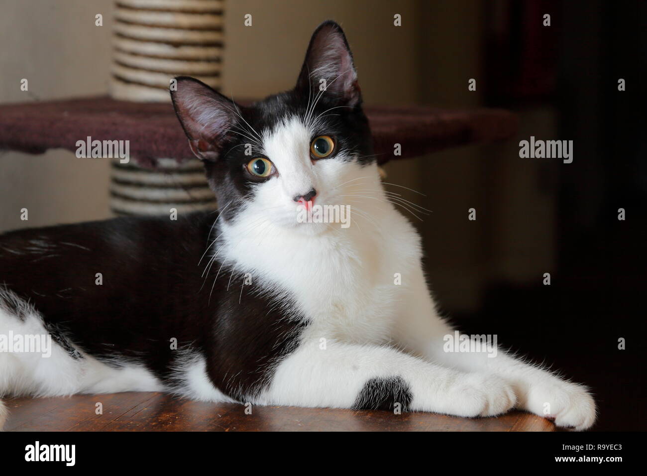 Eine schwarz-weiße Katze Suche alle unschuldig. Stockfoto