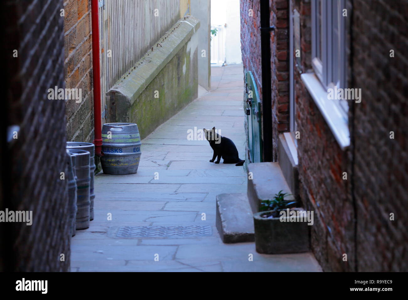 Eine schwarze Katze sitzt in einer Gasse Angst, in jene, die Abergläubisch sind und glauben, dass es Pech. Stockfoto