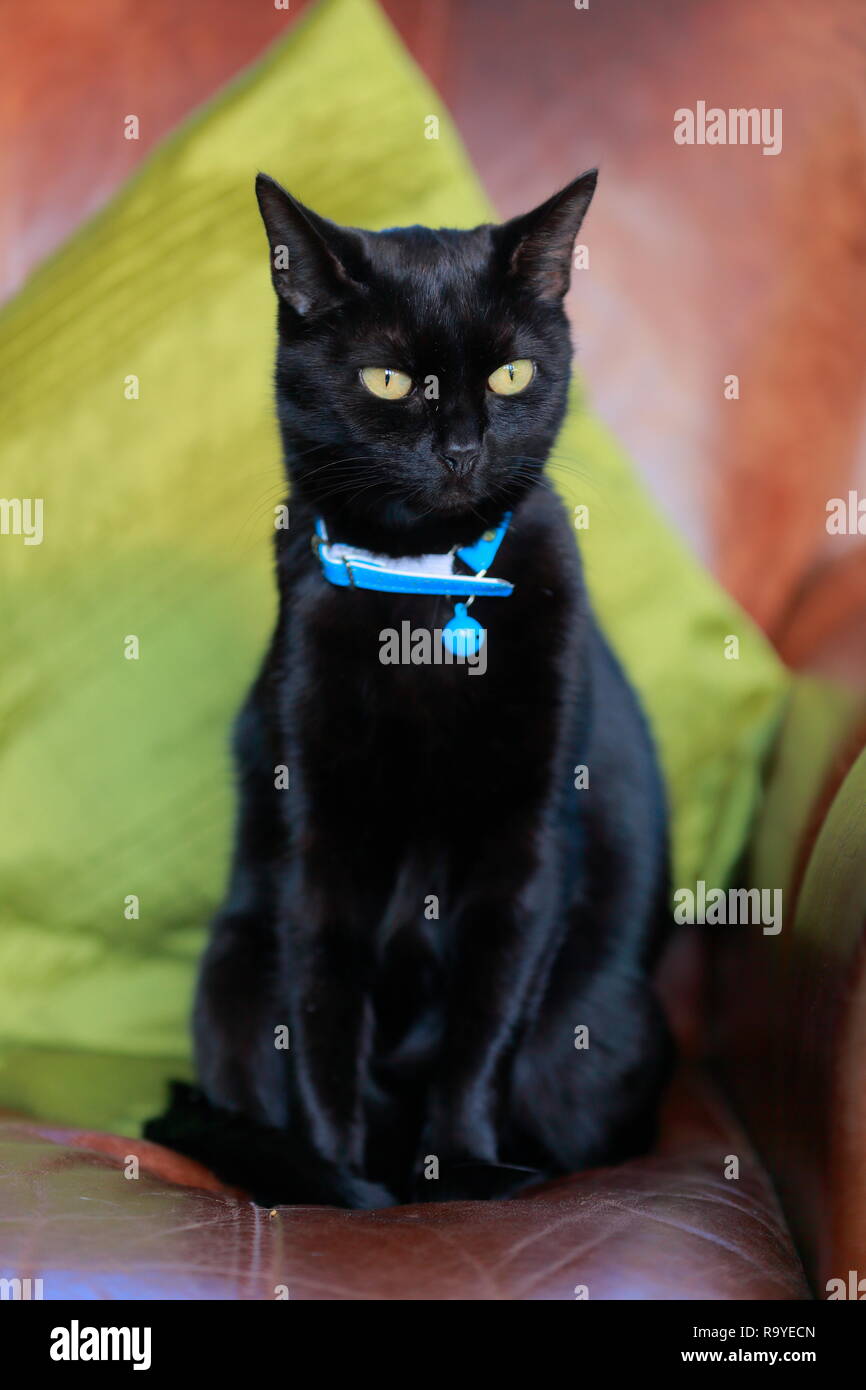 Eine schwarze Katze mit blauen Kragen Stockfoto