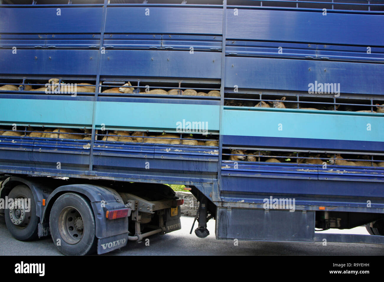 Lkw-Ladung von Schafen für Markt- oder live Export in Wales Großbritannien transportiert Stockfoto