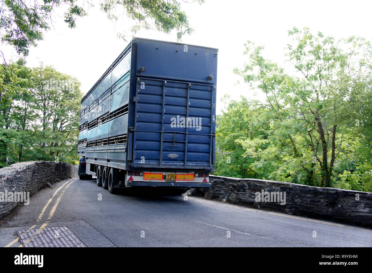 Lkw-Ladung von Schafen für Markt- oder live Export in Wales Großbritannien transportiert Stockfoto