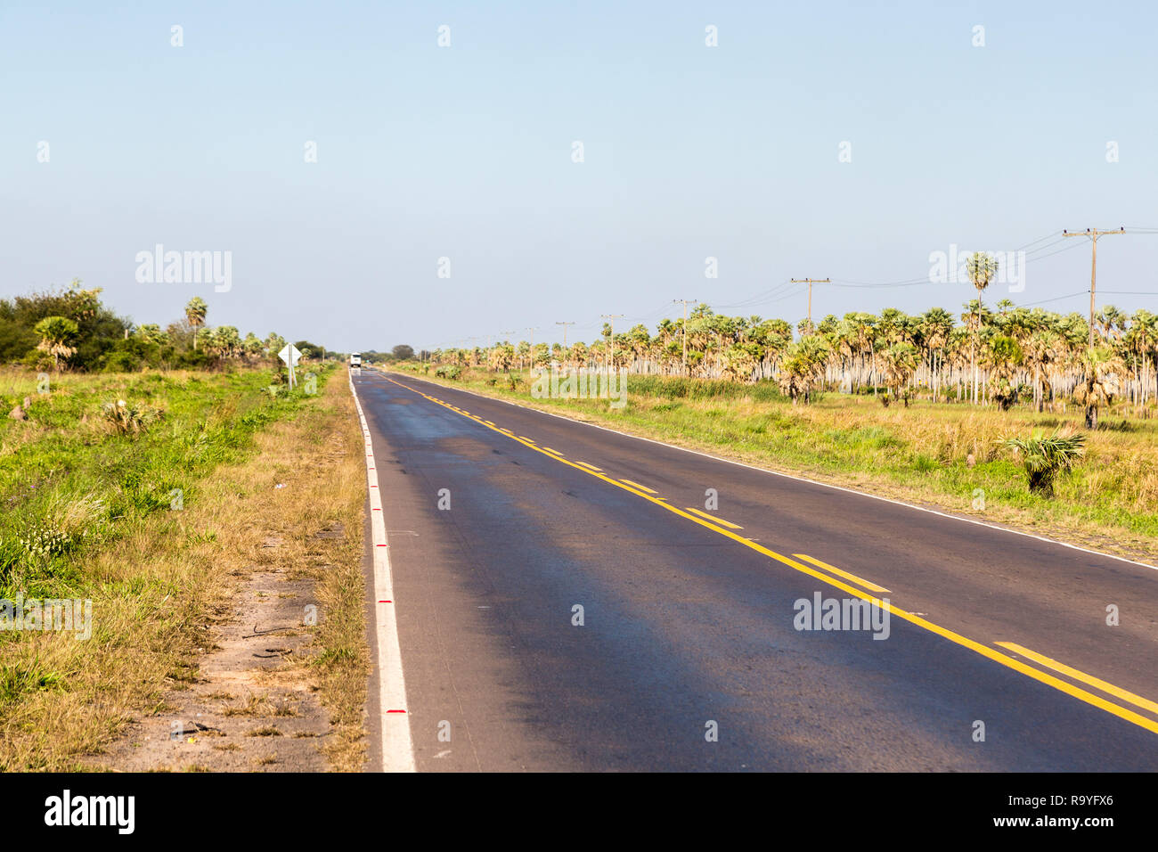 Die nationale Route 9 Autobahn läuft durch einen Palmenhain und Gräser des paraguayischen Chaco Savannah, Paraguay. Ruta Nacional Numero 9 Dr. Carlos Antonio Lope Stockfoto Die nationale Route 9 Autobahn läuft durch einen Palmenhain und Gräser des paraguayischen Chaco Savannah, Paraguay. Ruta Nacional Numero 9 Dr. Carlos Antonio Lope Stockfoto