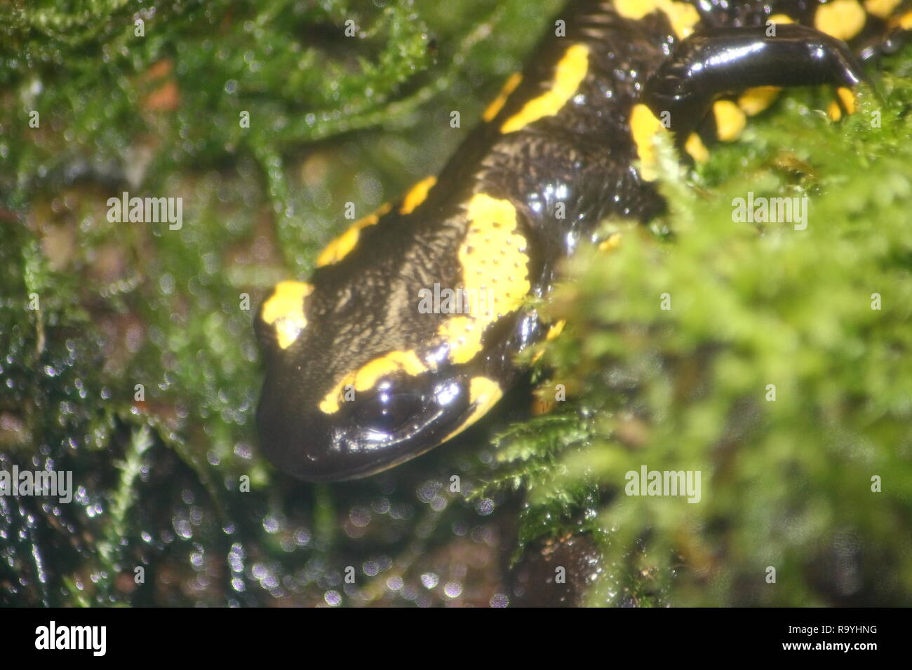 Teilansicht der Feuersalamander (Salamandra salamandra) Stockfoto