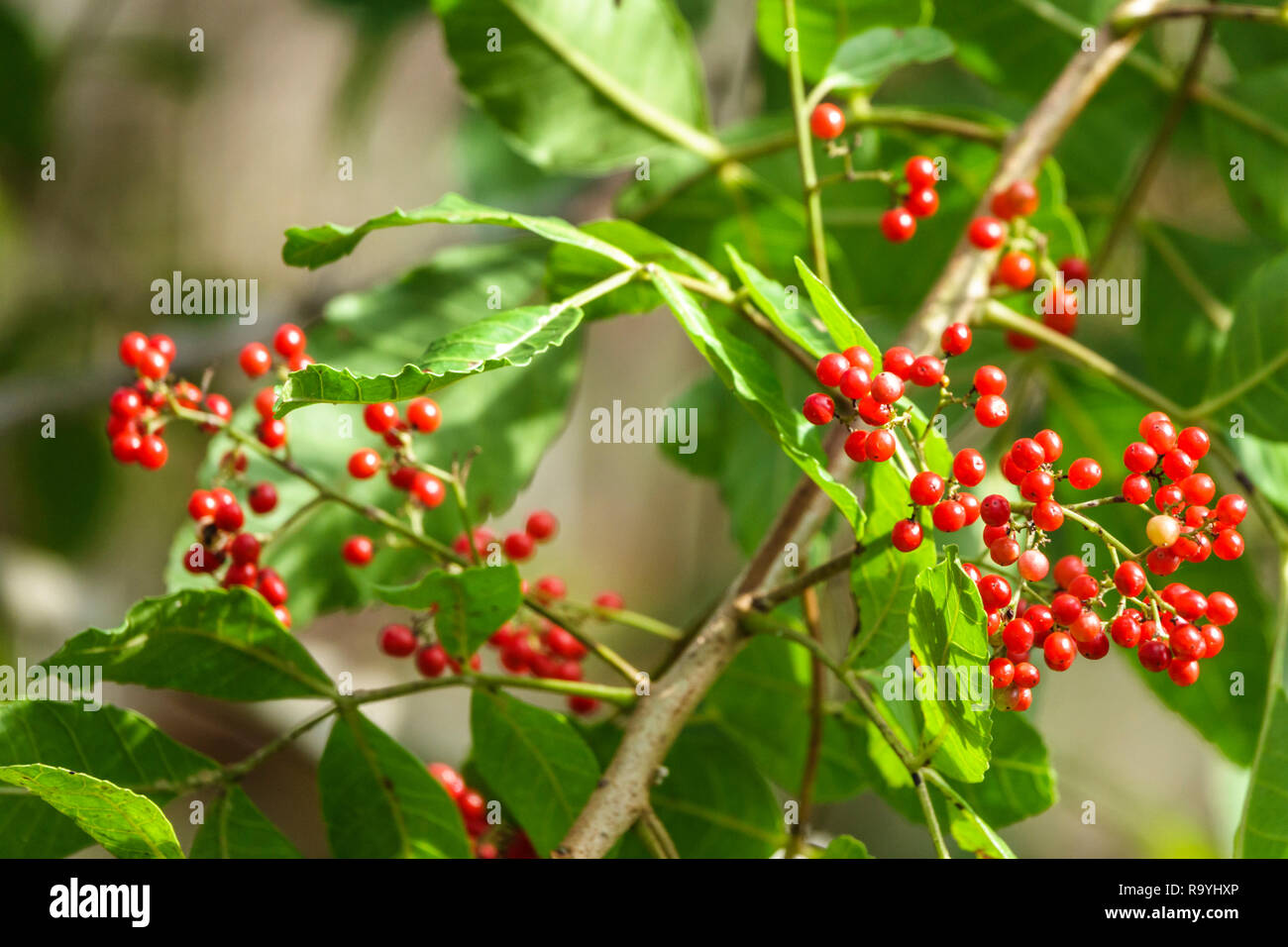 Fort Ft. Lauderdale Florida, Pembroke Pines, Chapel Trail Nature Preserve, brasilianischer peppertree Schinus terebinthifolius, invasive Baumarten, rot Stockfoto