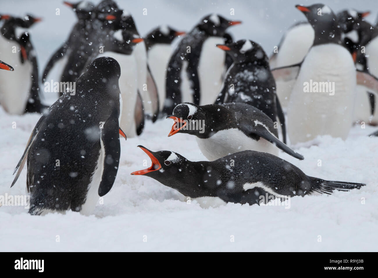 Antarktis, errera Channel, Danco Island. Nesting Gentoo Pinguine im Schnee Sturm. Stockfoto