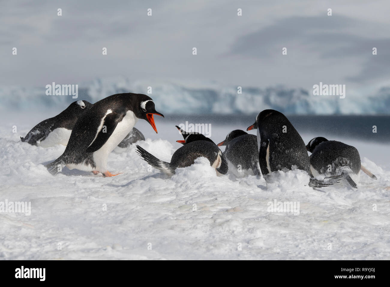 Antarktis, gerlache Strait, Palmer Archipel, Wiencke Island, Damoy Punkt. Nesting Gentoo Penguins im Schneegestöber. Stockfoto