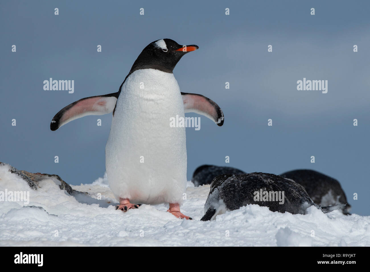 Antarktis, gerlache Strait, Palmer Archipel, Wiencke Island, Damoy Punkt. Gentoo Penguins. Stockfoto