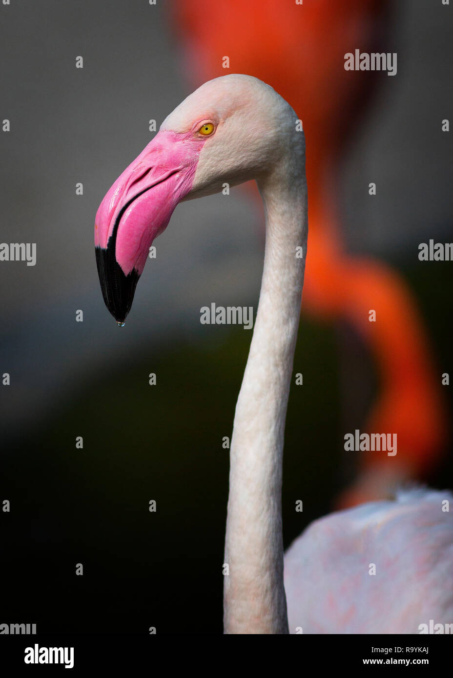 Mehr Flamingo (Phoenicopterus Roseus) Sport die magenta-rot Bill stehen heraus von der Lachs farbige Amerikanische Flamingos Stockfoto