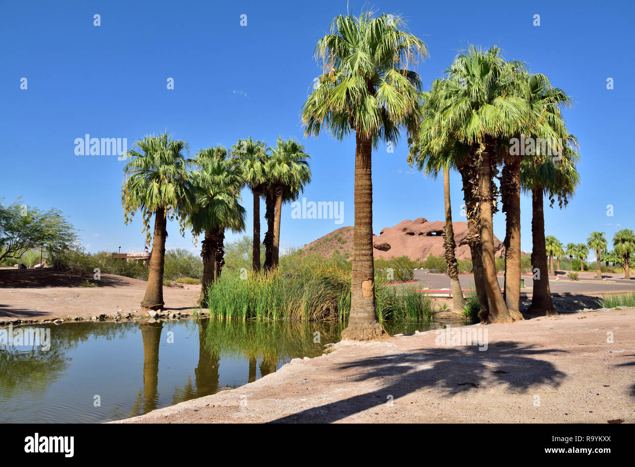 Papago Park am Stadtrand von Phoenix und Tempe, AZ, mit Wüste Landschaft plus kleiner See, Palmen, USA Stockfoto