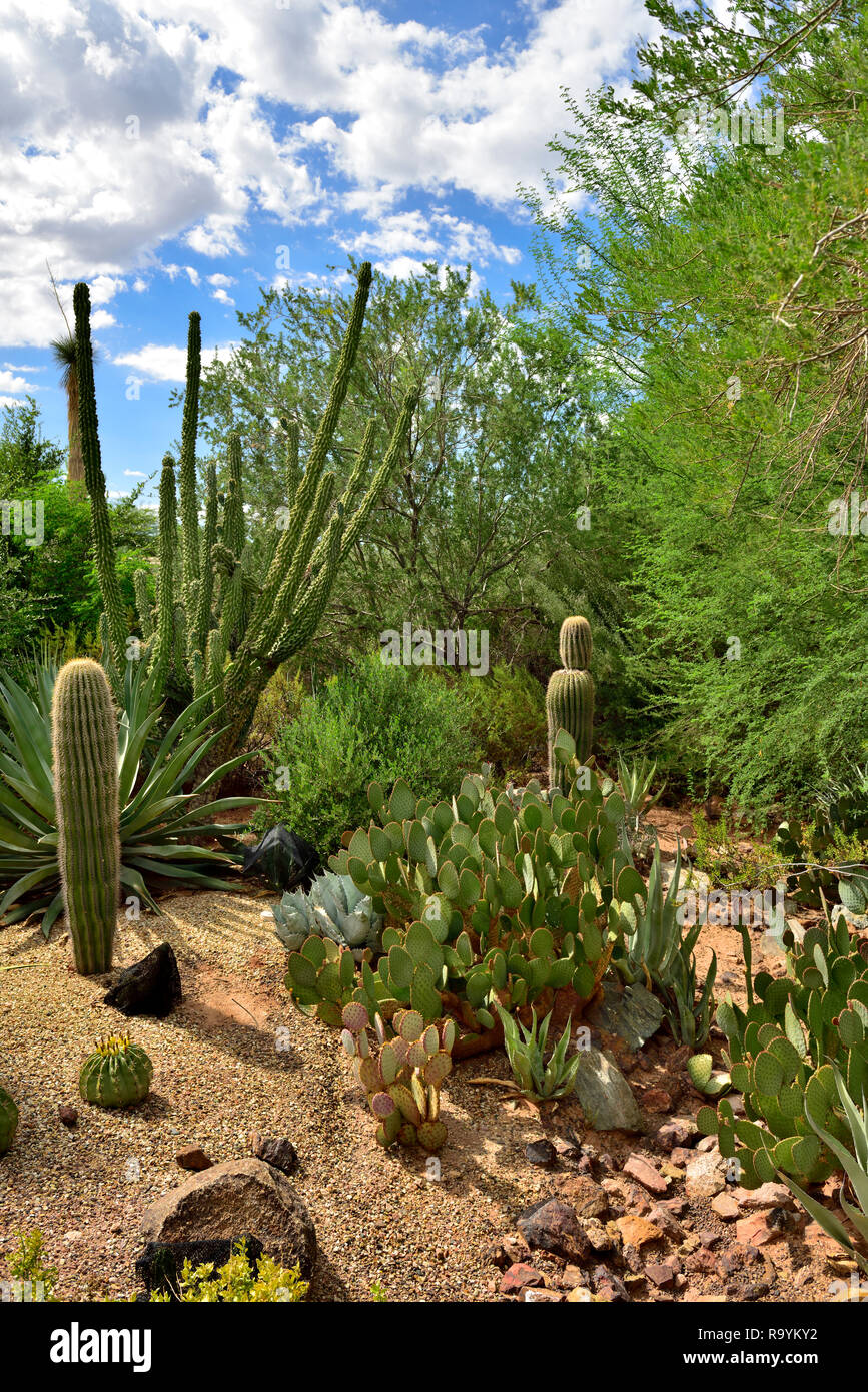 Kakteen und Sukkulenten wachsen in der Einstellung der Anzeige in der Desert Botanical Garden in Papago Park, Phoenix, AZ, USA Stockfoto
