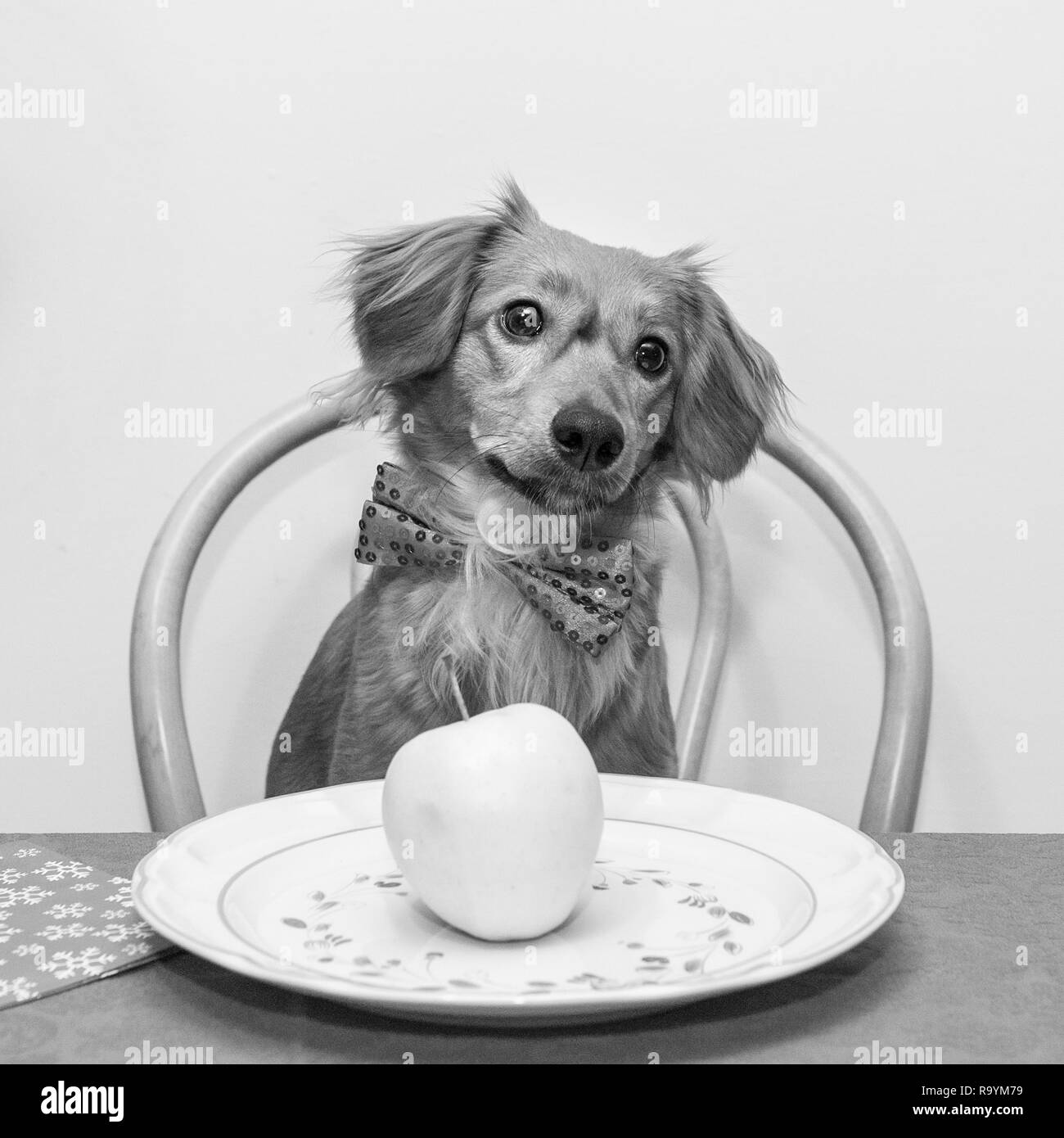 Italien, Cuggiono, Weihnachtszeit, Hunde Stockfoto