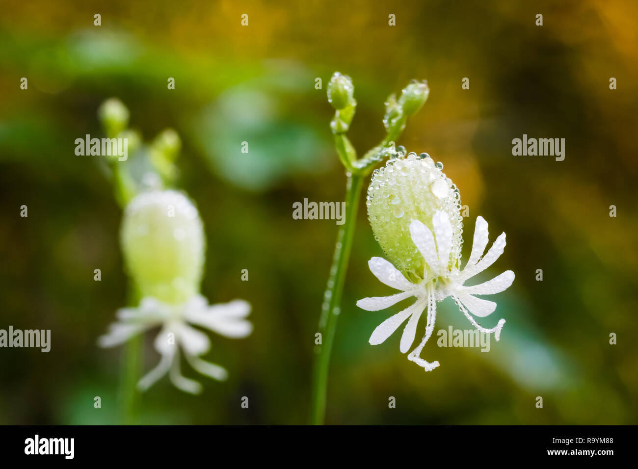 Garten mit kleinen weißen Blüten, die große Samen Kopf Stockfoto