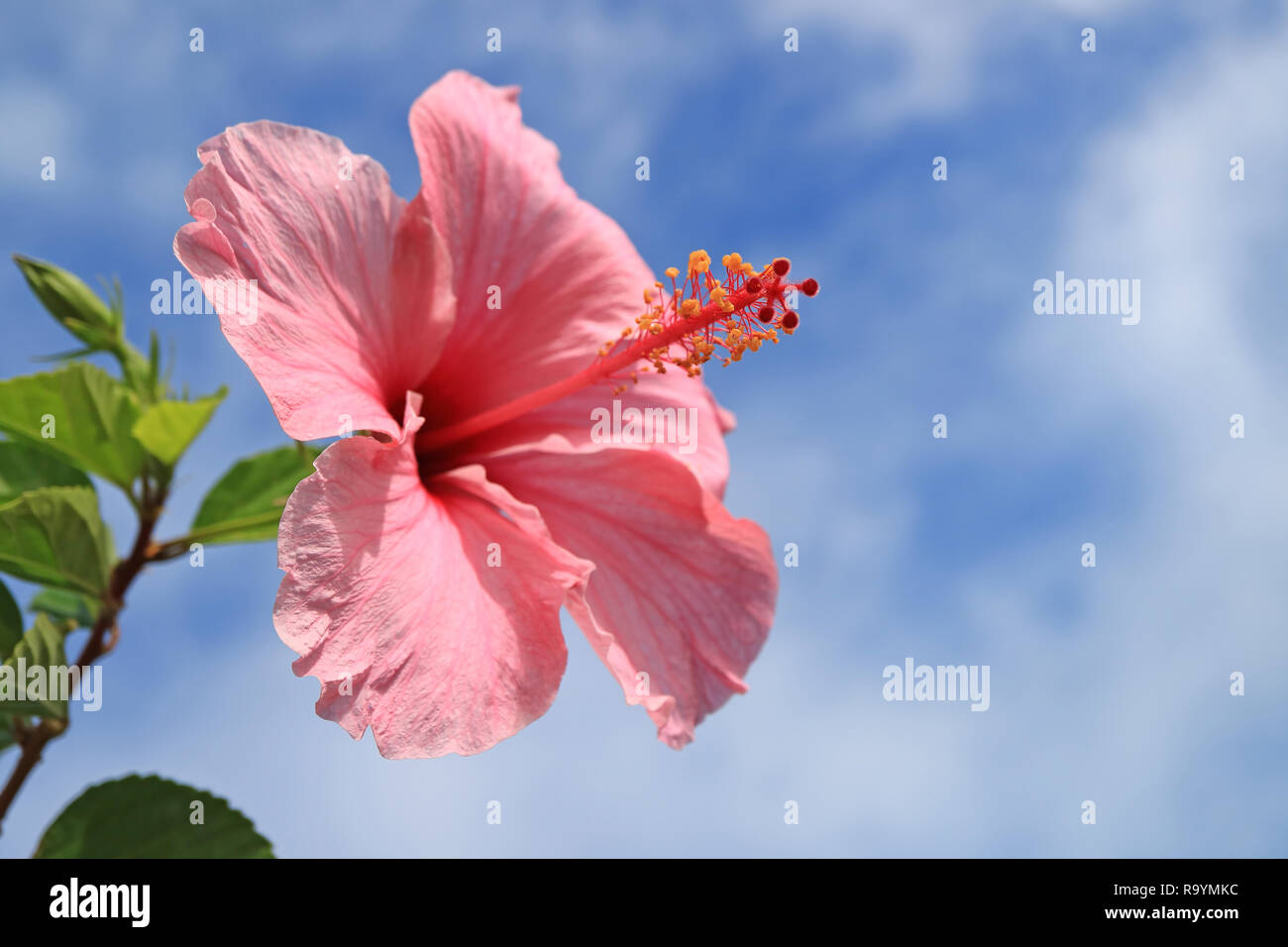 Rosa Hibiskus im Sonnenlicht gegen Blau und bewölkter Himmel auf der Osterinsel, Chile Stockfoto