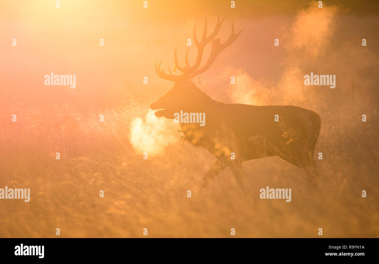 Rotwild während der Brunft im Morgenlicht im Richmond Park, London. Stockfoto