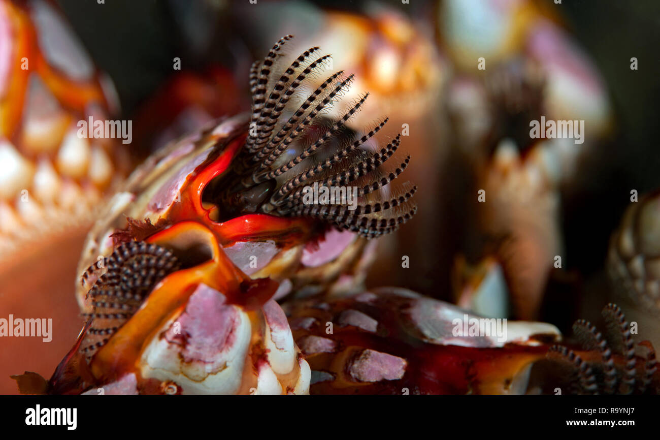 Schwanenhals Rankenfußkrebse, Pollicipes polymerus Stockfoto