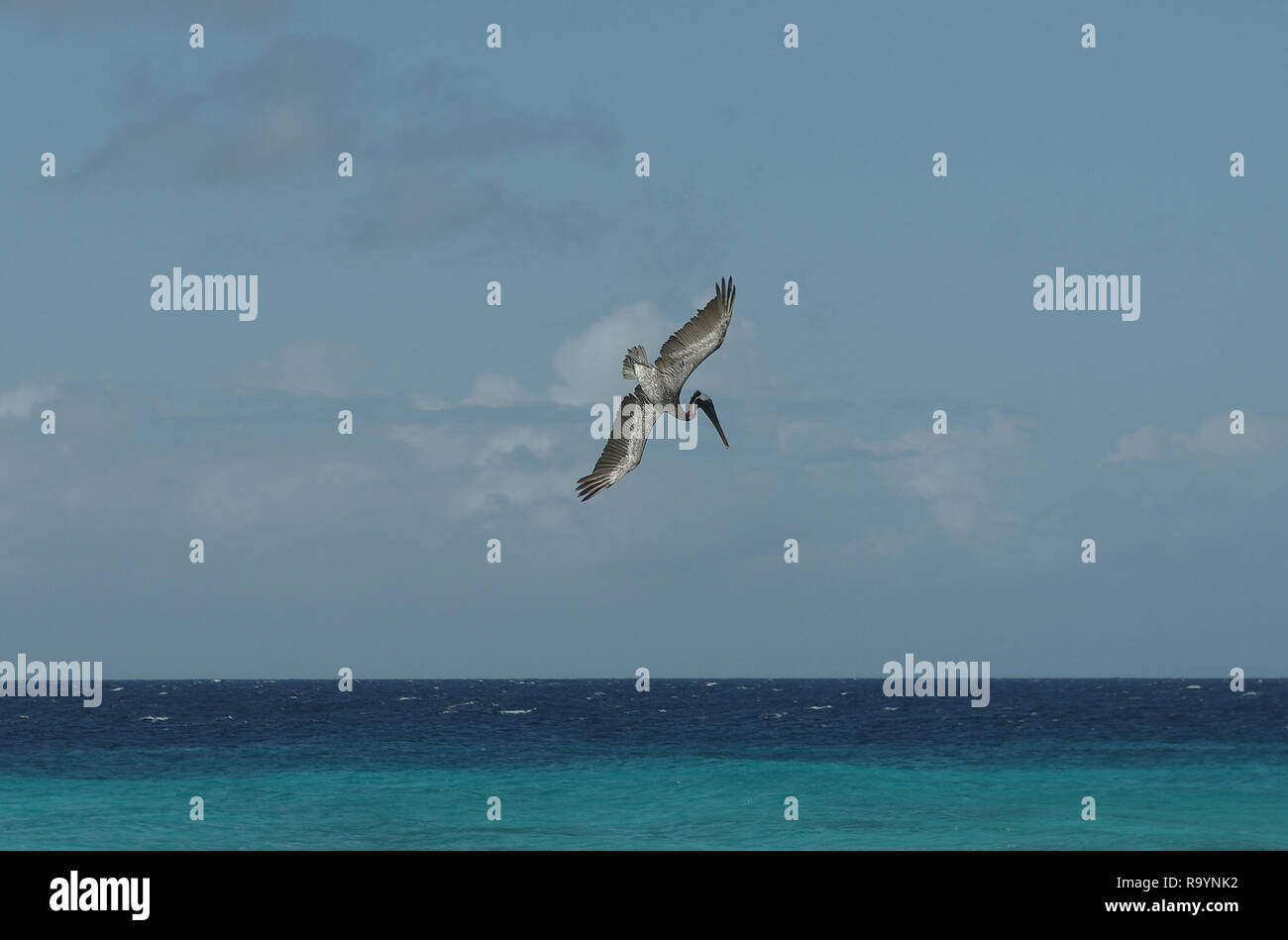 Jagd Pelikan in der Karibik Stockfoto