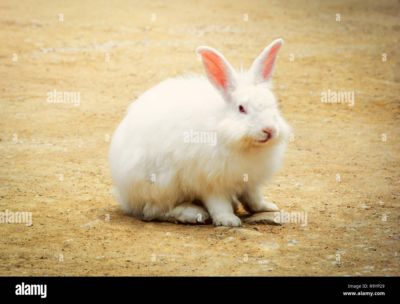 White Rabbit im Hof/Kaninchen sitzen auf dem Boden/Tier Bild Vintage Style Stockfoto