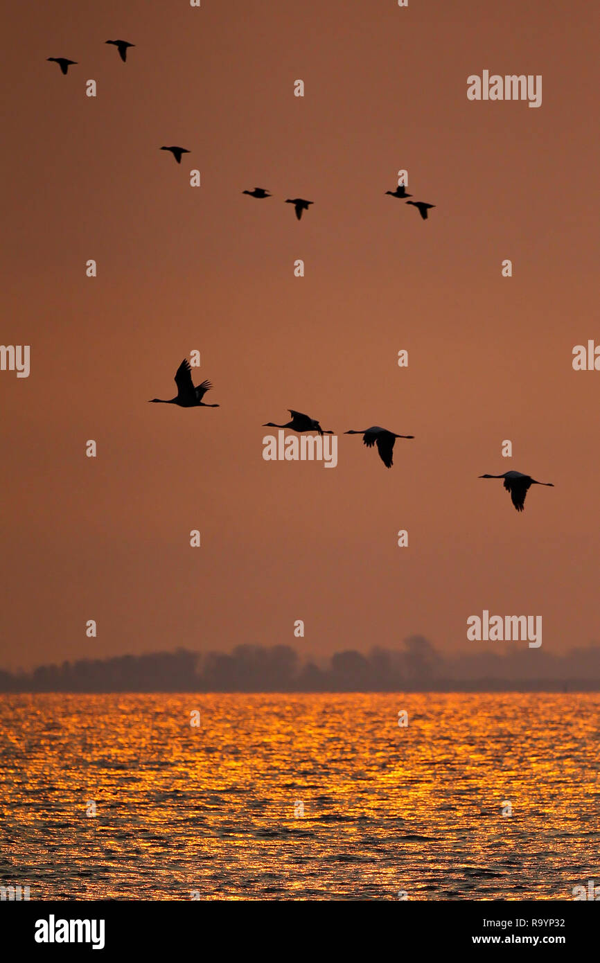 Kranichen (Grus Grus) Migration und Fliegen mit gemeinsamen Scooter (Melanitta nigra) über die Ostsee in den Sonnenuntergang, Mecklenburg-Vorpommern, Deutschland Stockfoto