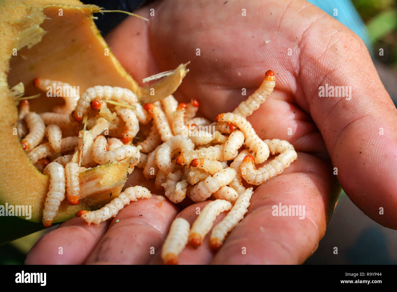 Worm Bambus/der Wurm liive in Bambus Rohr an Hand von Natur Wald für Nahrung - Insekten Larve, Puppe Puppe Stockfoto