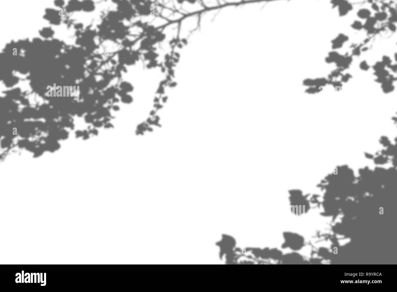Zusammenfassung Hintergrund der Schatten Zweig Blätter auf eine weiße Wand. Weiß und Schwarz für Überlagerung ein Foto oder ein Mockup Stockfoto