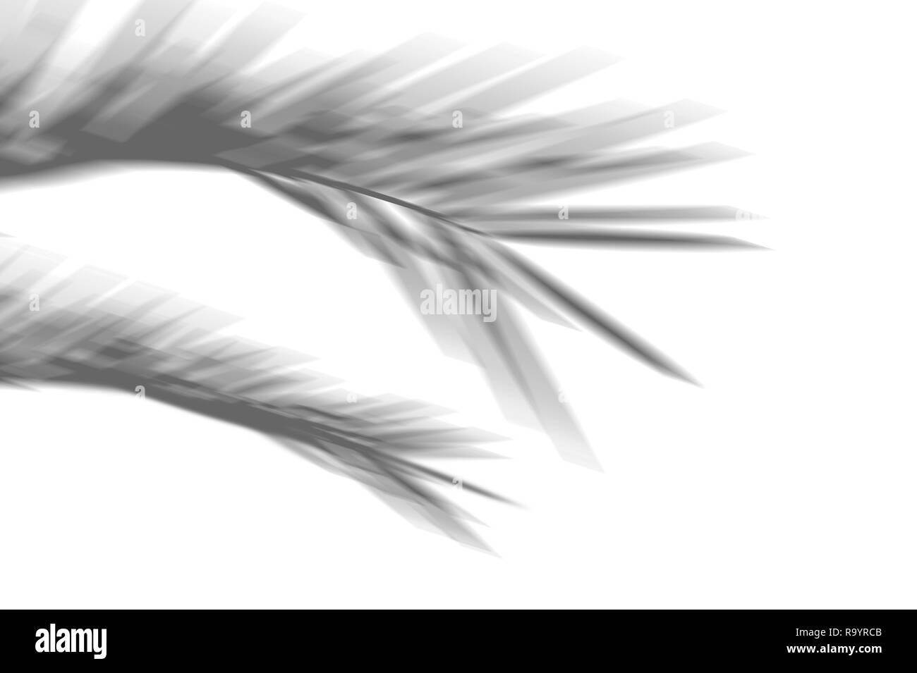 Sommer abstrakte exotischen Hintergrund der Schatten Palm Blätter auf einer weißen Wand. Weiß und Schwarz für Überlagerung ein Foto oder ein Mockup Stockfoto