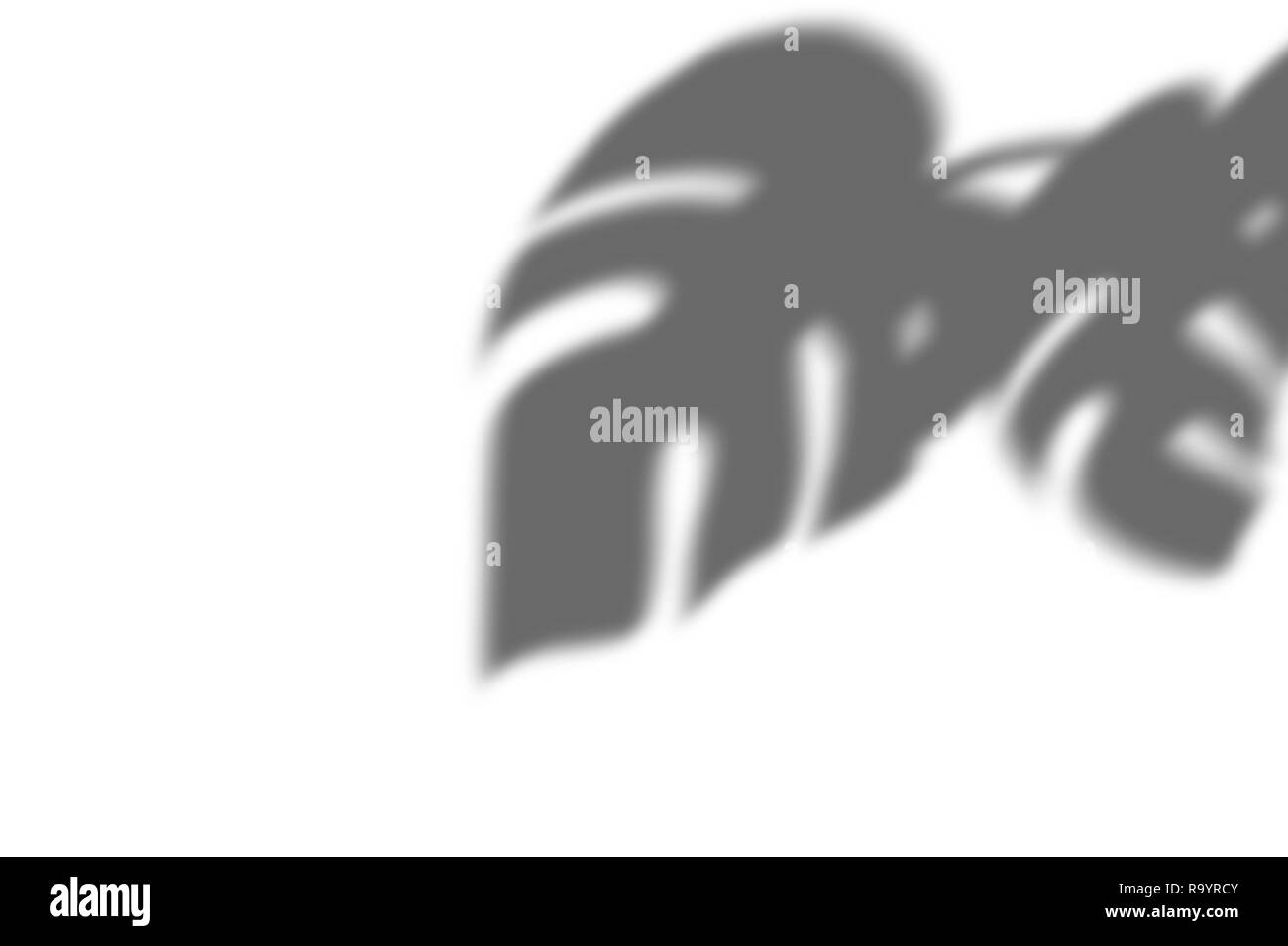 Zusammenfassung Hintergrund von exotischen Schatten Zweig Blätter auf eine weiße Wand. Weiß und Schwarz für ein Foto oder ein Mockup Stockfoto