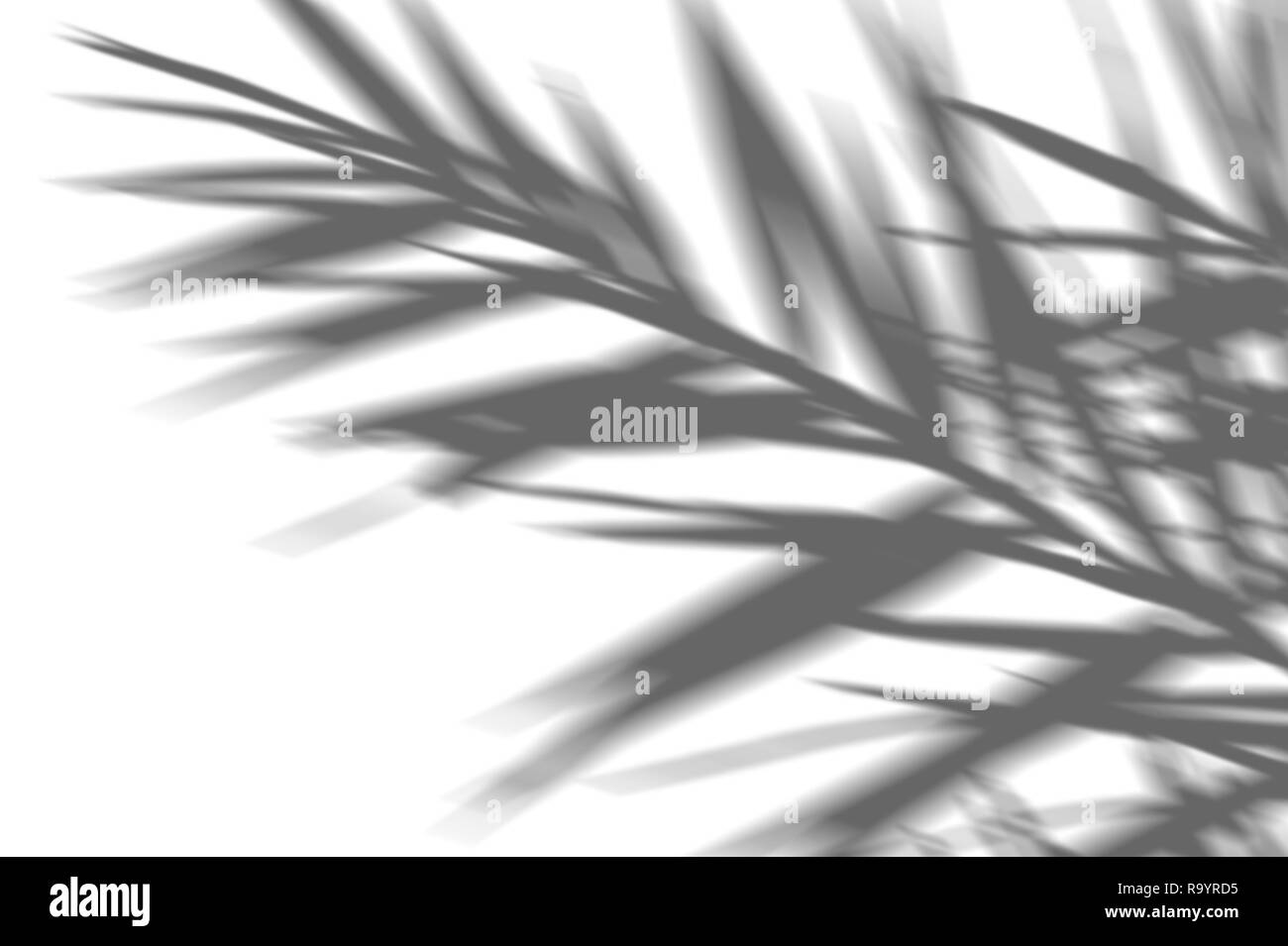 Zusammenfassung Hintergrund der Schatten exotischen Palmen auf einer weißen Wand. Weiß und Schwarz für ein Foto oder ein Mockup Stockfoto