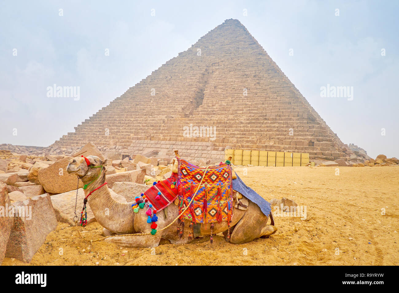 Das Kamel sitzt auf den Sand neben der alten Pyramide des Menkaure in der Nekropole von Gizeh, Kairo, Ägypten. Stockfoto