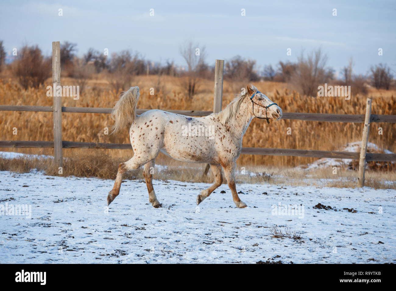 Junges Pferd läuft auf dem Schnee Stockfoto