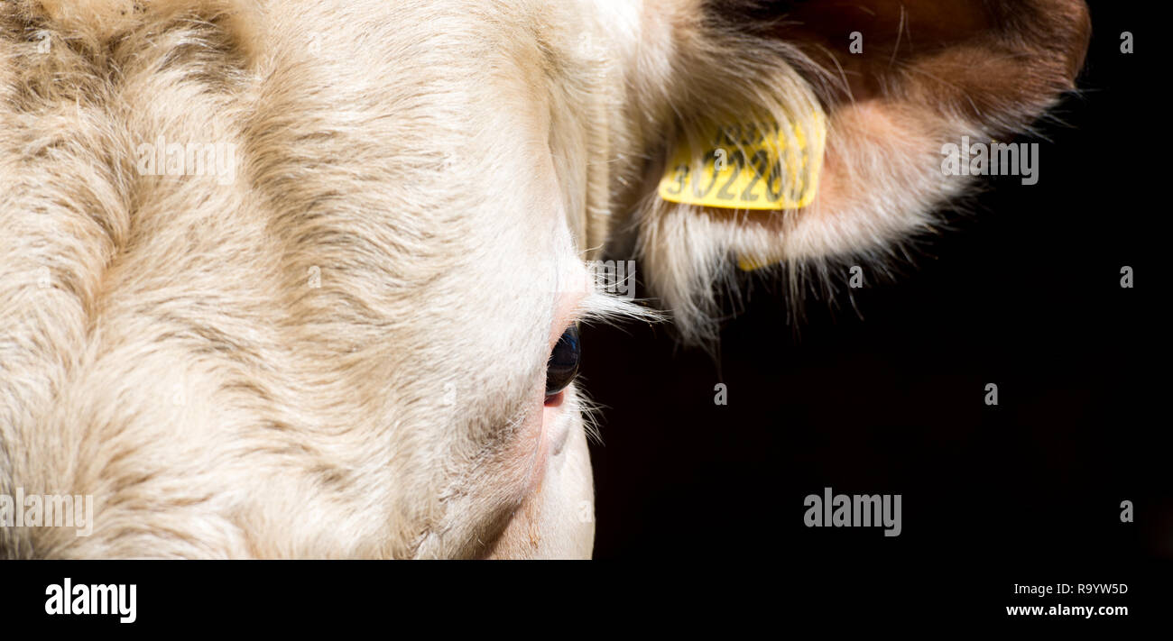 Nahaufnahme auf das Gesicht eines Hereford Bull. UK. Stockfoto