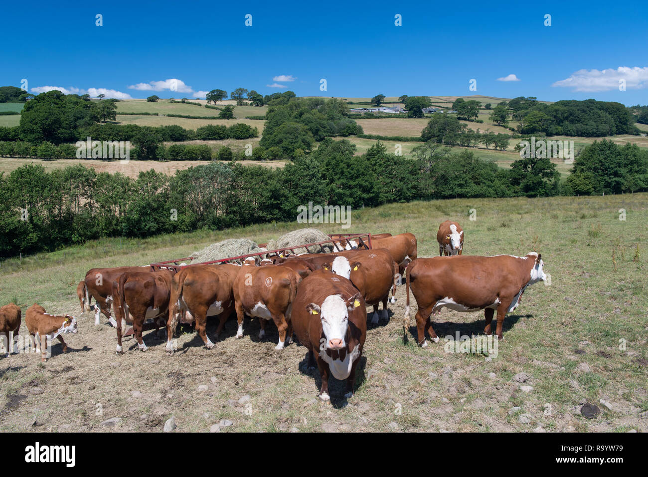 Hereford Rind um einen Feed Trailer als Felder haben kurze Gras laufen, weil der Dürre. Cumbria, Großbritannien. Stockfoto