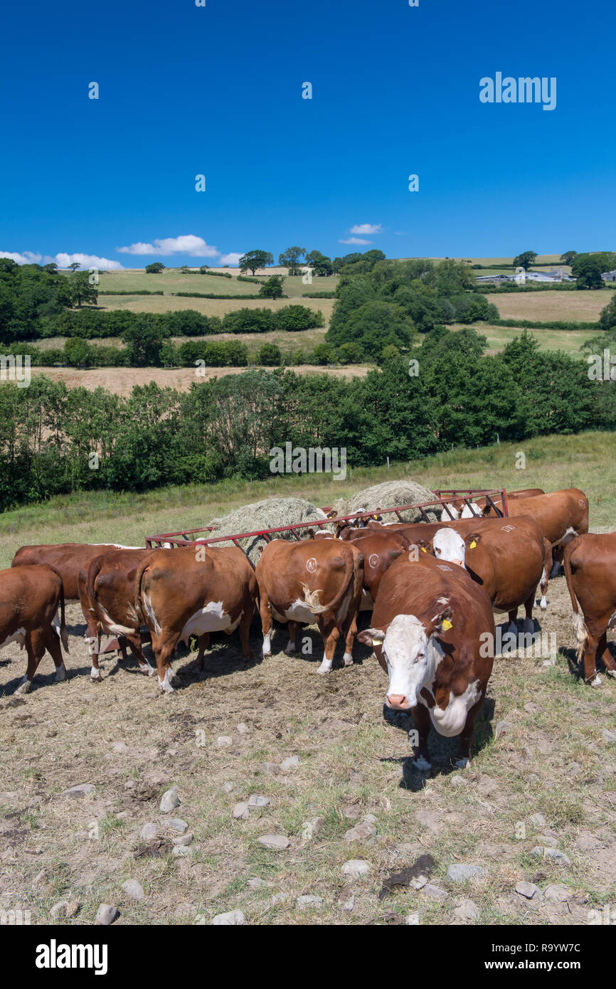 Hereford Rind um einen Feed Trailer als Felder haben kurze Gras laufen, weil der Dürre. Cumbria, Großbritannien. Stockfoto